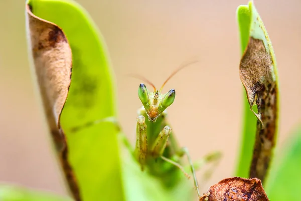 Mantis macro in de natuur. — Stockfoto