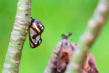 Ağaçta asılı Kelebek kelebek .