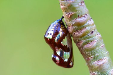Ağaçta asılı Kelebek kelebek .