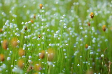 Çayır yumuşak ve bulanık güzel arka plan.