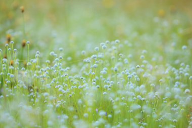 Çayır yumuşak ve bulanık güzel arka plan.