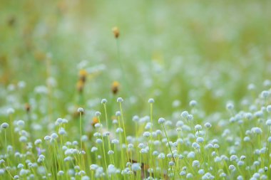 Çayır yumuşak ve bulanık güzel arka plan.