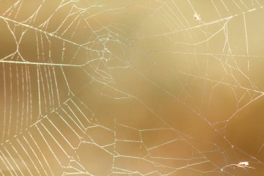 Bir çayır on spiderweb .