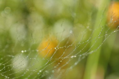 Bir çayır on spiderweb .