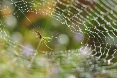 Bir çayır on spiderweb .