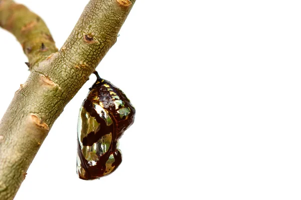 Ağaçta asılı Kelebek kelebek .