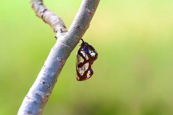 Kukly motýlů, visí na stromech . — Stock fotografie