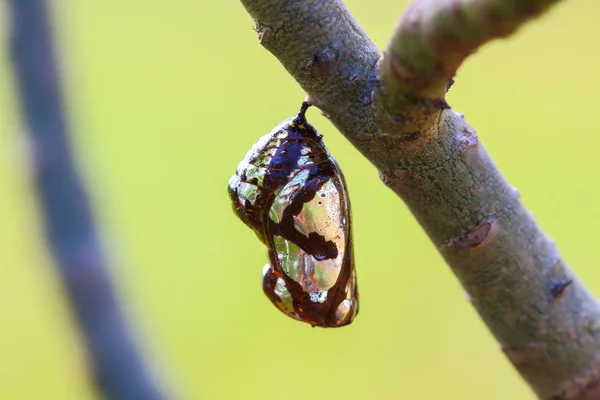 Crisálida Mariposa colgando de los árboles  . — Foto de Stock