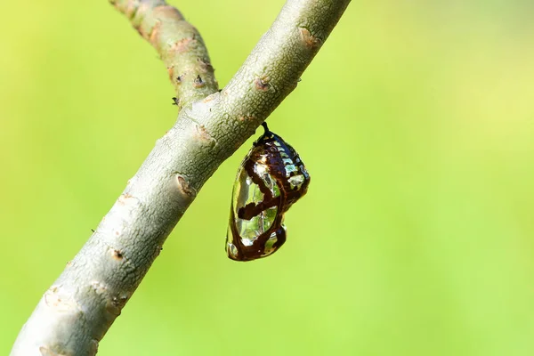 Motyl poczwarki wiszące na drzewach . — Zdjęcie stockowe