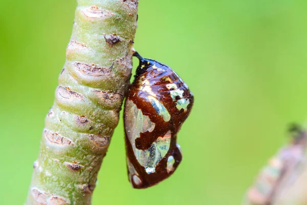 Motyl poczwarki wiszące na drzewach . — Zdjęcie stockowe