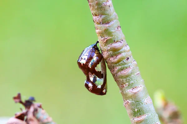 Chrysalis Butterfly hanging on trees . — Stock Photo, Image