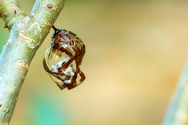 Crisálida Mariposa colgando de los árboles  . — Foto de Stock