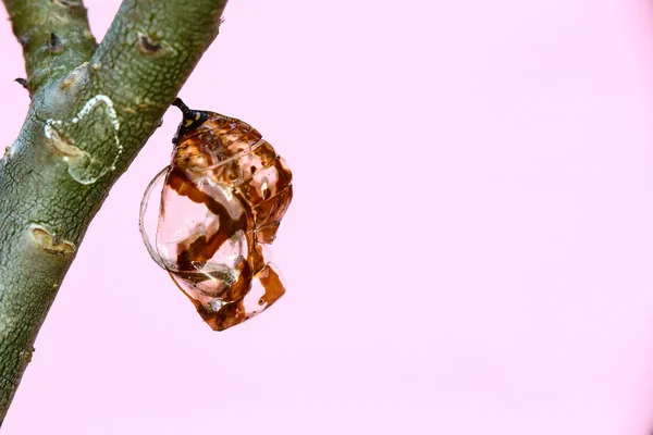 木にぶら下がって蛹蝶 . — ストック写真