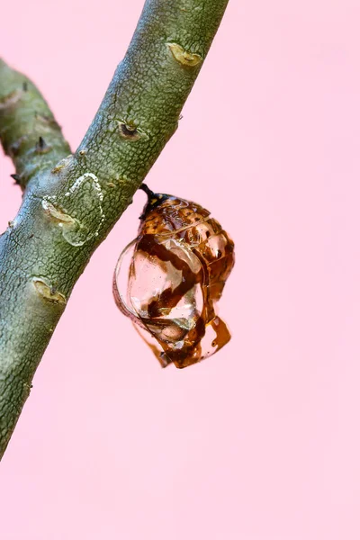 Chrysalis Butterfly hängande på träd . — Stockfoto