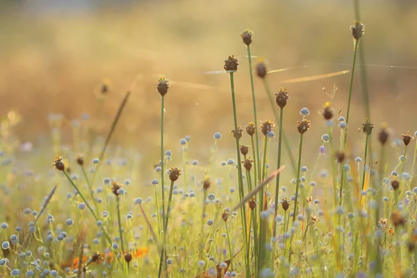 Çayır yumuşak ve bulanık güzel arka plan.