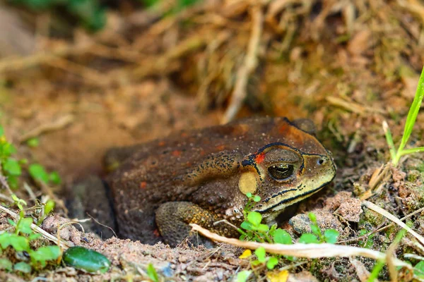 ヒキガエルが休止状態します。. — ストック写真