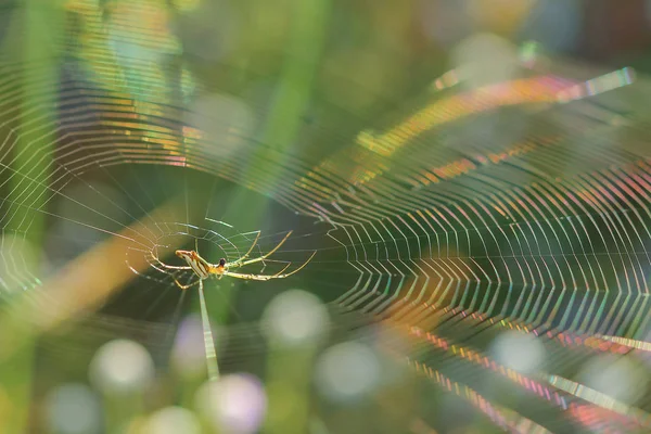 Spindelnät på en äng . — Stockfoto