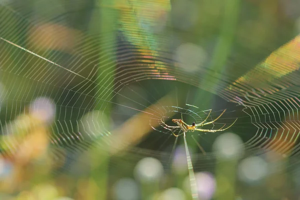 Spiderweb na louce . — Stock fotografie