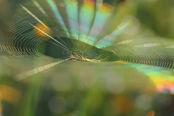 Spinnennetz auf einer Wiese . — Stockfoto