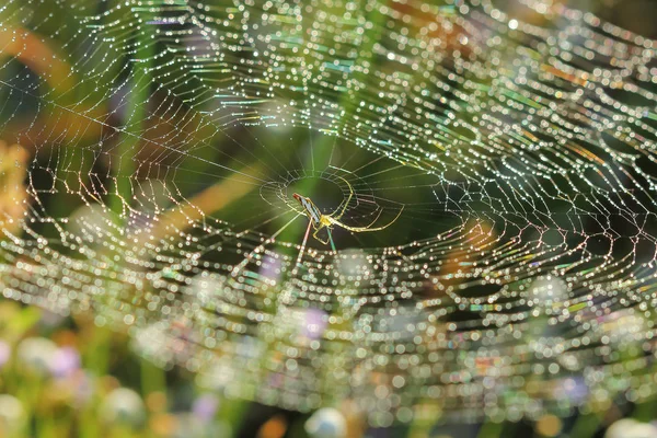 Spindelnät på en äng . — Stockfoto