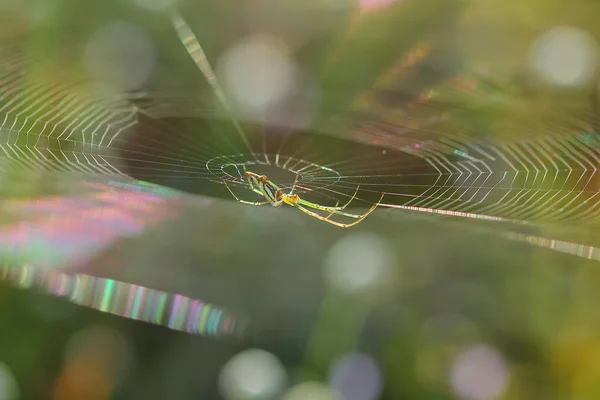 Pavouk. Spiderweb na louce. — Stock fotografie
