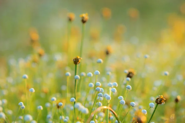 Meadow mjuk och suddig vacker bakgrund. Stockbild