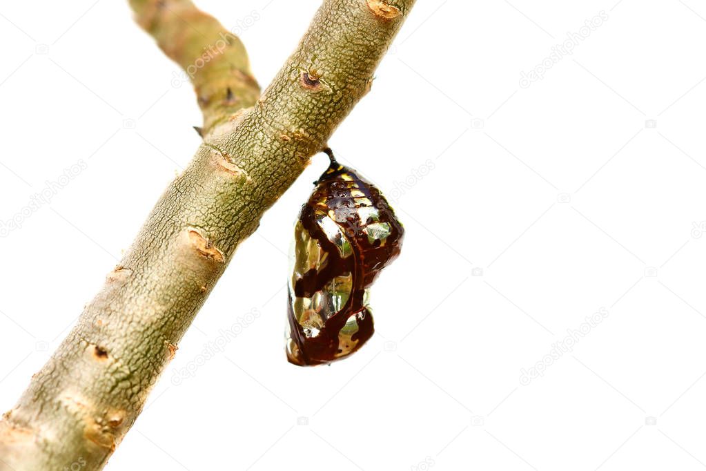Chrysalis Butterfly hanging on trees .