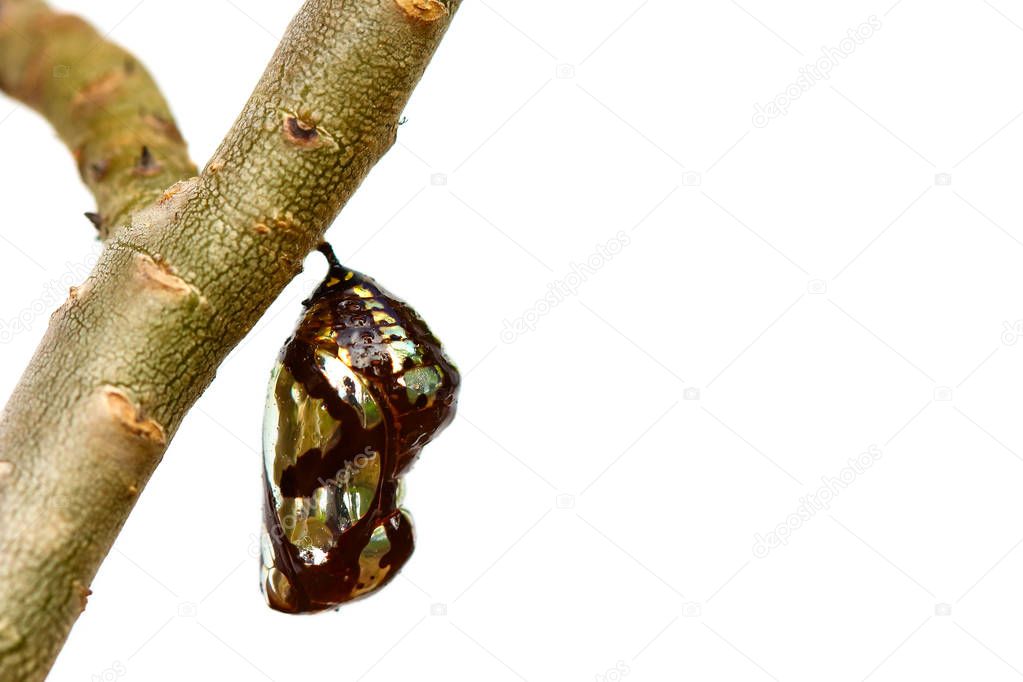 Chrysalis Butterfly hanging on trees .