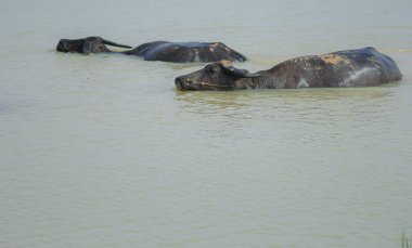 Yazın nehirde oynayan bufalo, Tayland.