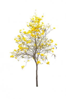 Beyaz arkaplanda izole edilmiş ağaçlar