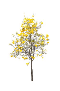 Beyaz arkaplanda izole edilmiş ağaçlar