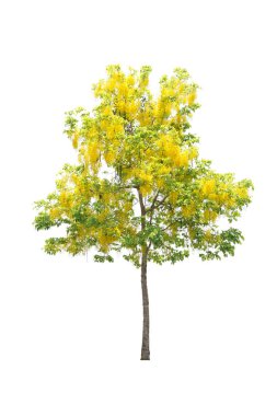 Beyaz arkaplanda izole edilmiş ağaçlar