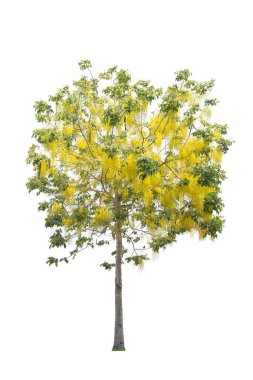 Beyaz arkaplanda izole edilmiş ağaçlar