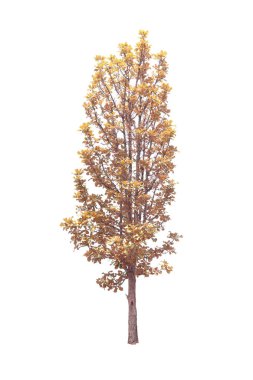 Beyaz arkaplanda izole edilmiş ağaçlar