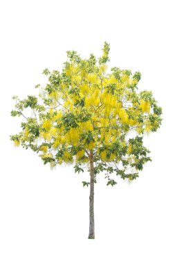 Beyaz arkaplanda izole edilmiş ağaçlar