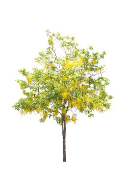 Beyaz arkaplanda izole edilmiş ağaçlar