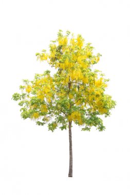 Beyaz arkaplanda izole edilmiş ağaçlar