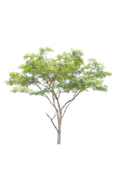 Trees isolated on white background — Stock Photo, Image