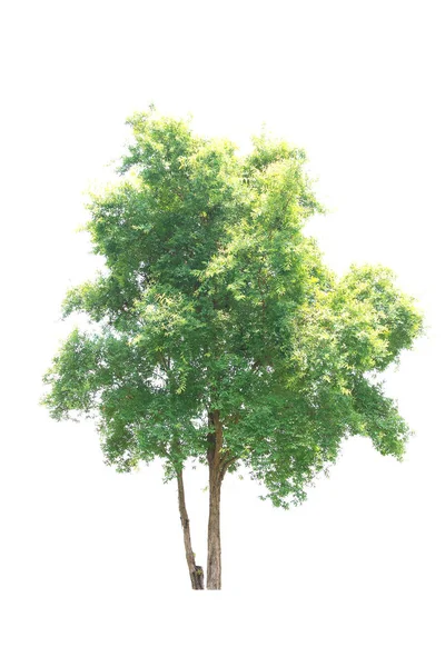 Trees isolated on white background — Stock Photo, Image