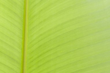 Doku arka plan arka ışık.