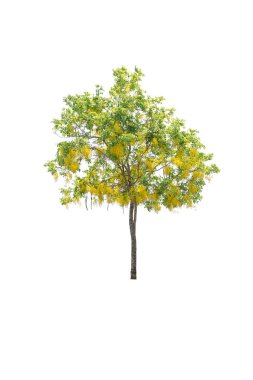 Beyaz arkaplanda izole edilmiş ağaçlar