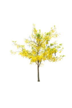 Beyaz arkaplanda izole edilmiş ağaçlar