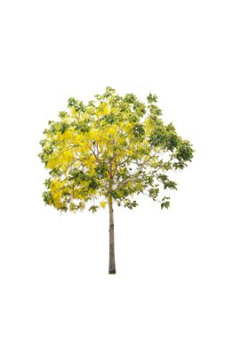 Beyaz arkaplanda izole edilmiş ağaçlar