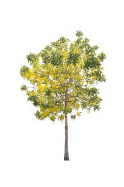 Beyaz arkaplanda izole edilmiş ağaçlar