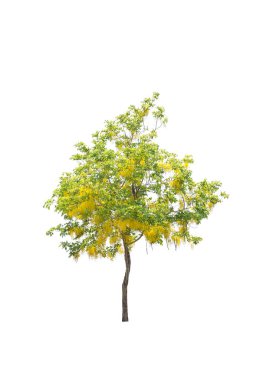 Beyaz arkaplanda izole edilmiş ağaçlar