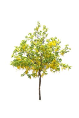 Beyaz arkaplanda izole edilmiş ağaçlar