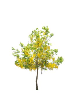 Beyaz arkaplanda izole edilmiş ağaçlar