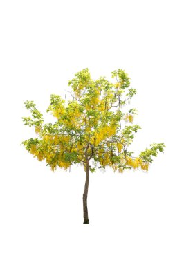 Beyaz arkaplanda izole edilmiş ağaçlar