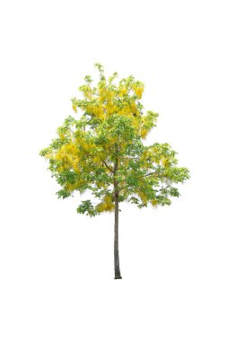 Beyaz arkaplanda izole edilmiş ağaçlar