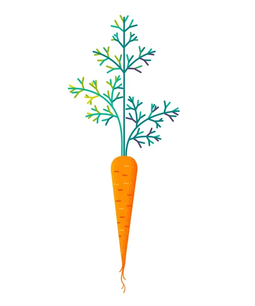 Zanahoria aislada sobre fondo blanco — Vector de stock